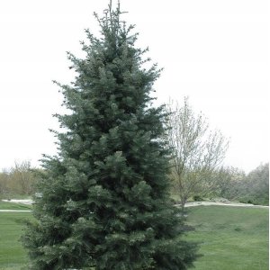 Jedľa jednofarebná (Abies concolor) - výška 80-100 cm, kont. C12L